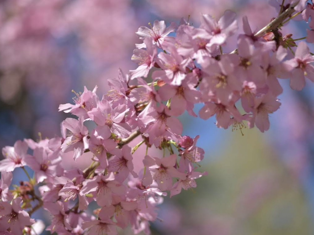 クロード・モネの庭に咲き誇る春の花々。 | Trip.com ジヴェルニー