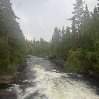 Sweden’s Hidden Gem: Mårdseleforsens Naturreservat Vibes 🌲🌊