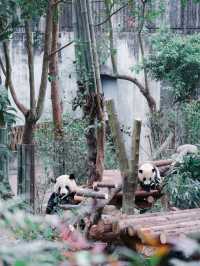 Giant Pandas in Chengdu! 🐼 