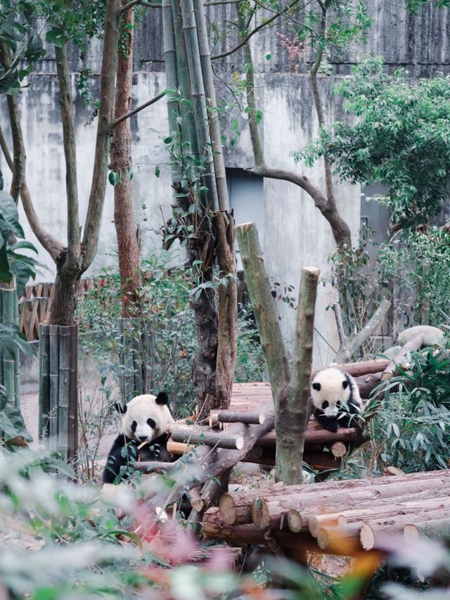 Giant Pandas in Chengdu! 🐼 