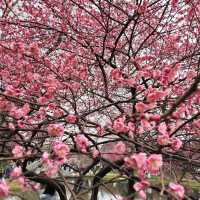一個好吃好玩，花好山水綠的網紅城市-湖南省