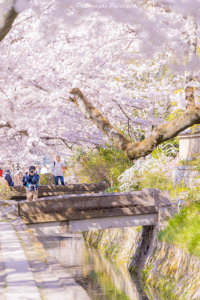 Kyoto Travel | The falling flowers and flowing water, Kyoto in spring is so romantic.
