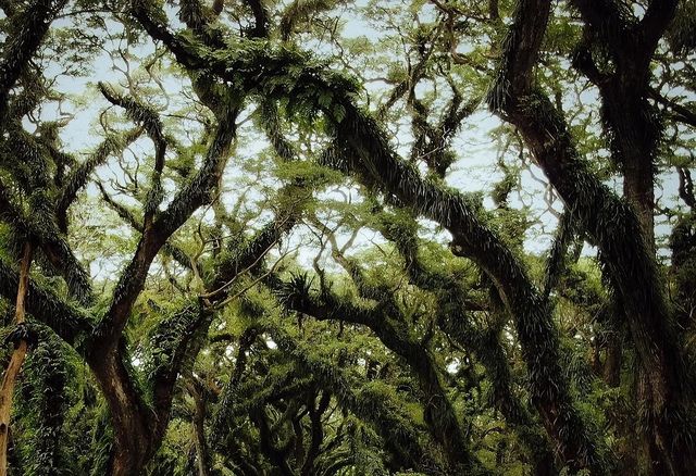 Indonesia's must-visit 🌲Lord of the Rings forest feels like a journey to the underworld!