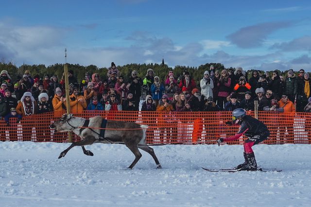 Reindeer appear, not just at Christmas.