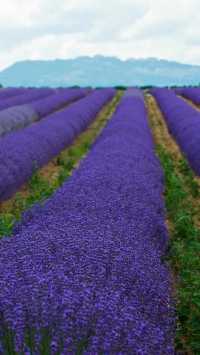 Provence | Lavender Field Travel Guide