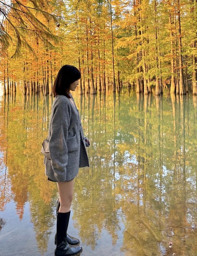 今年秋天，一定要去看合肥的紅杉林，抓住秋天的尾巴！