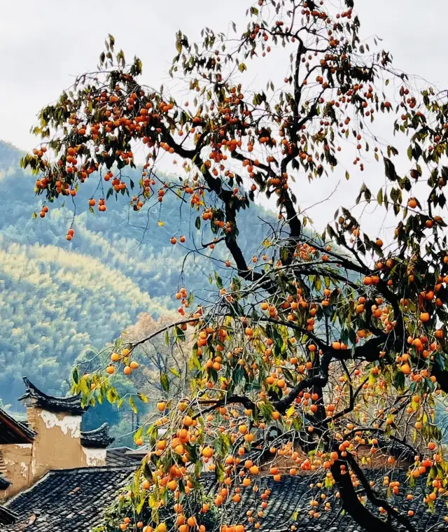 探索江南秘境宋莊村壓力大散心最佳地點 治癒踏實