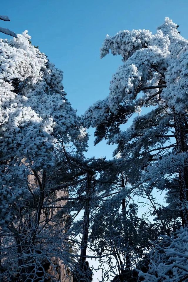 冬日霧凇 | 黃山仙境之行