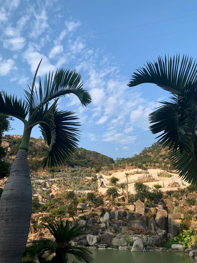 福建石岩植物園復活島的搬到國內了