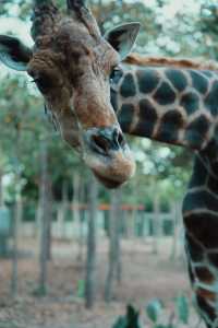 清邁亞洲最大夜間動物園Night Safari