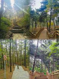 魯山國家森林公園丨淄博海拔最高的山