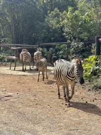 雲南野生動物園！超詳細攻略！