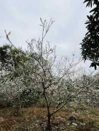 桂峰山下李花開……