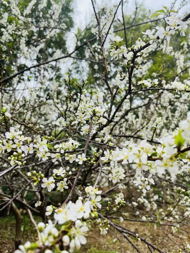 Plum blossoms bloom under Guifeng Mountain