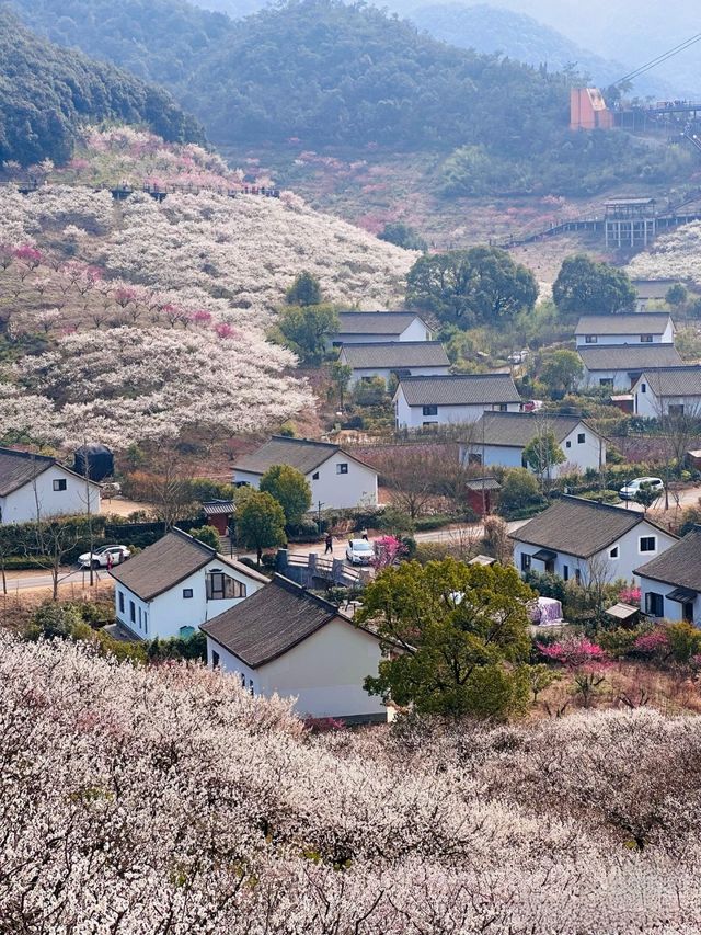 賞梅花的天花板