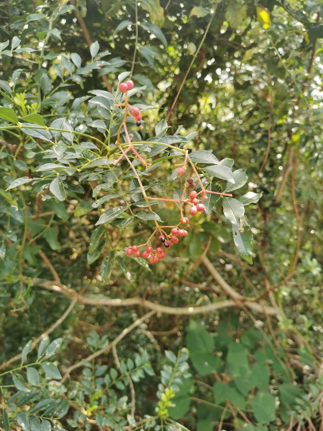 這可能是陽江最美公園之一，面向南海，西向珍珠灣