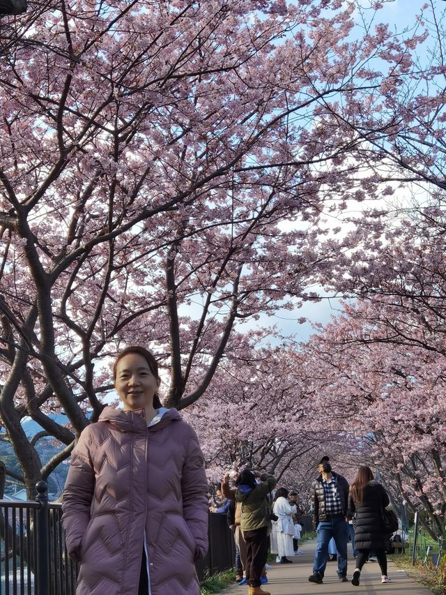 櫻花知識