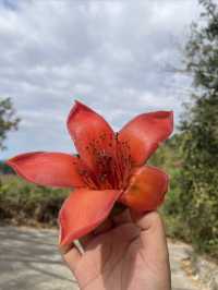 海南春節怎麼玩？建築帶父母去昌江看木棉花