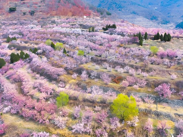 櫻桃花