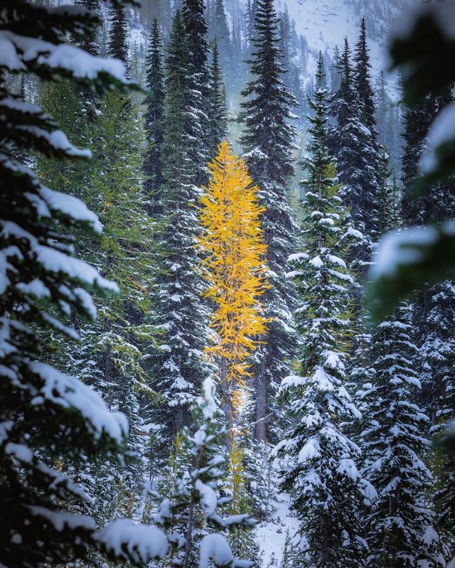 Unveiling the Breathtaking Beauty: Get Lost in a Captivating Collection of Autumn Images from Washington State! 📸✨🍁