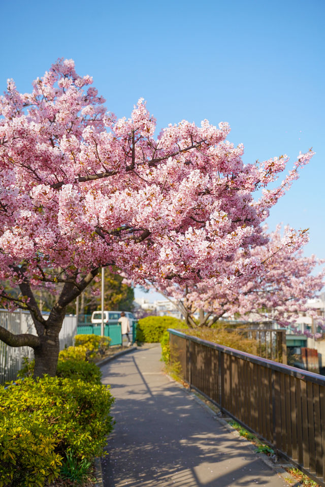 日本東京早櫻最佳賞花地