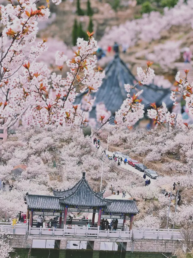 Springtime limited romance and hills full of cherry blossoms make for a pink date