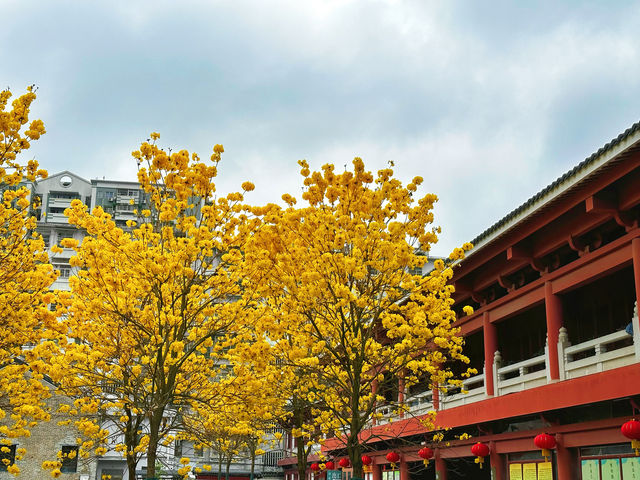 廣州光孝寺的黃風鈴開得真美