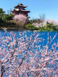 京都賞花園博園中絕美桃花谷驚艷整個春天