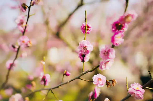 拚了瘦西湖賞花原來真可以減肥