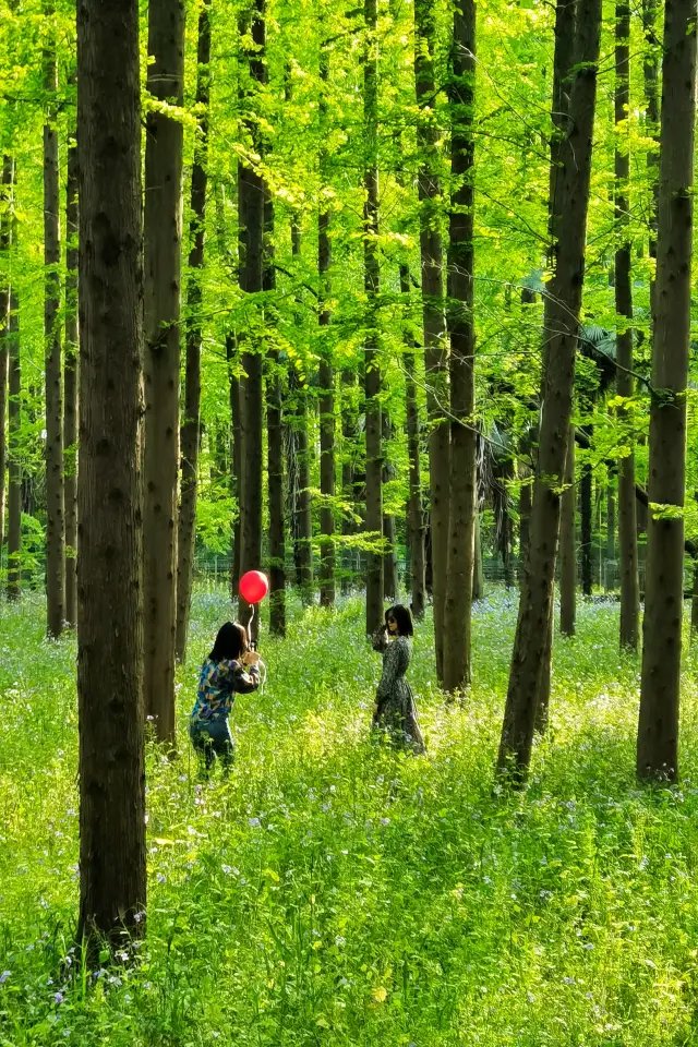 東平國家森林公園