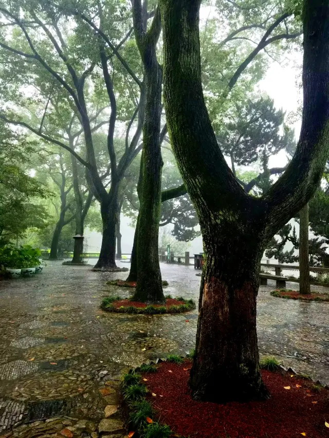 Ancient Town Tour in China•Shanghai【Nanxiang Town】Famous for its temple