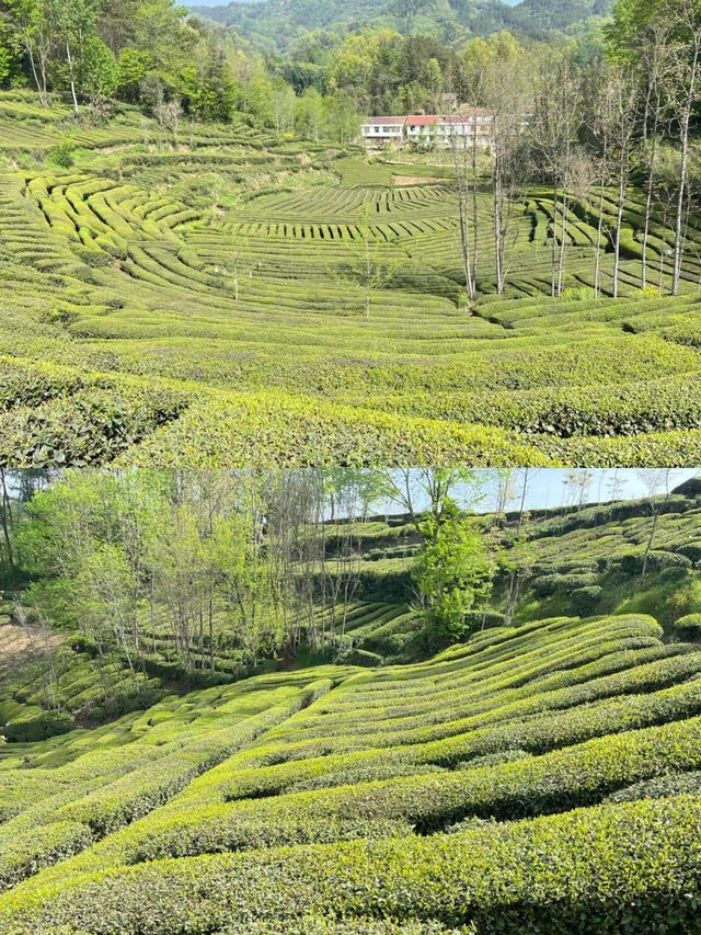 乘著陽光、吹著山風是自由的感覺