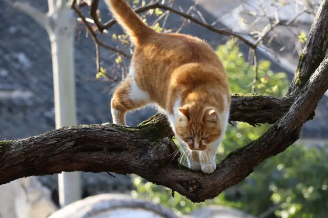 怡園の優雅な猫と香り高いライラック