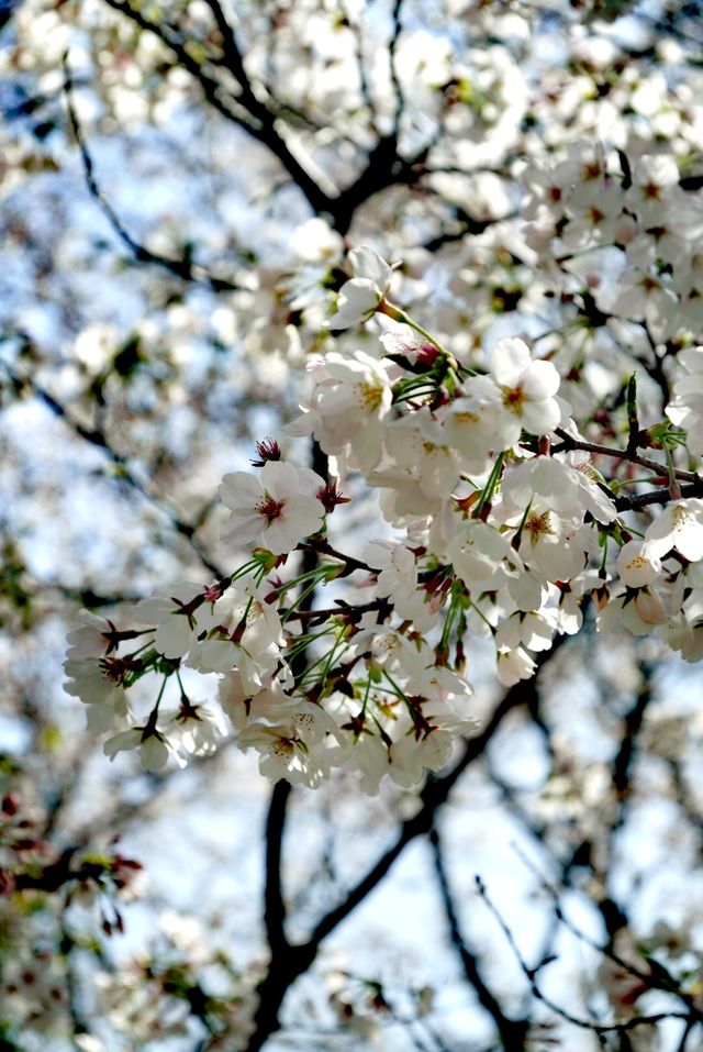 世紀公園賞櫻花