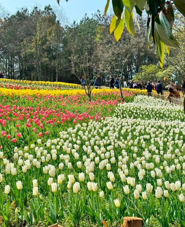 貴州龍架山國家森林公園