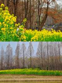 我在濱江走花路｜濱江兩岸免費賞花一日遊