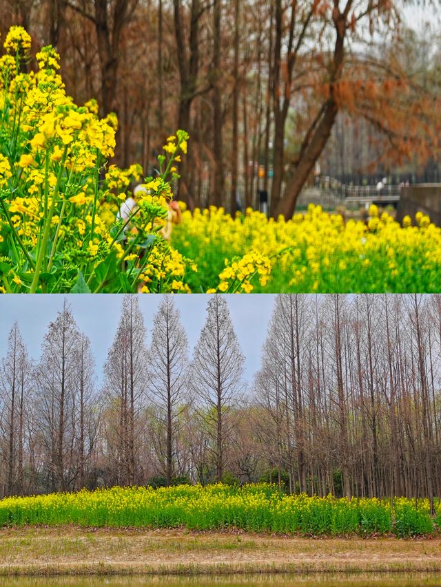 我在濱江走花路｜濱江兩岸免費賞花一日遊