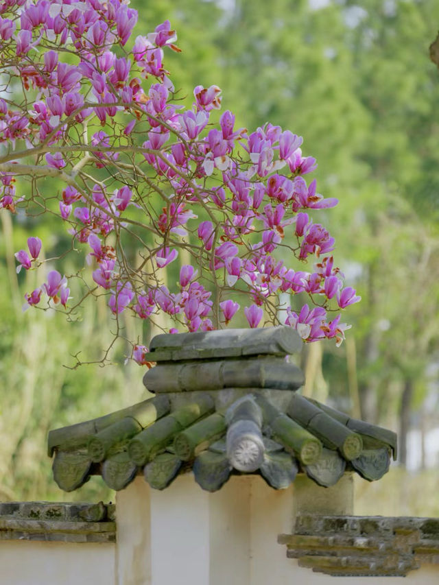 「公園20分鐘效應」是真的，與春花為伴