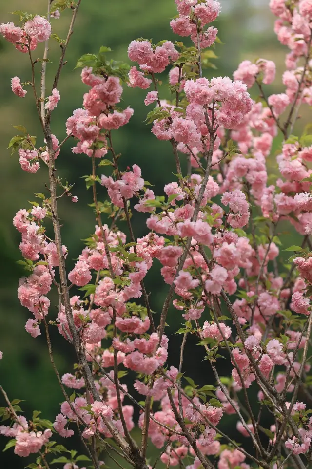 ต้นบูแกนวิลเลียไม่เคยทำให้ผิดหวัง มี 3 สถานที่ชมดอกไม้ที่ต้องไปเมื่ออยู่ในเซินเจิ้น