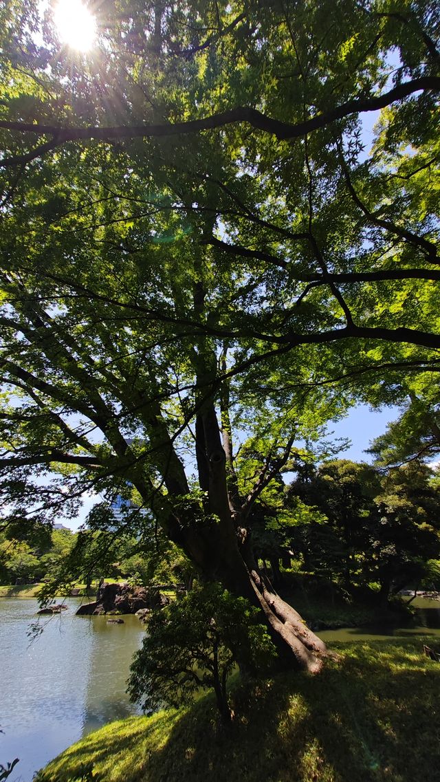 【夏日東京綠】小石川後樂園：深綠淺綠抹茶綠裡愜意一刻