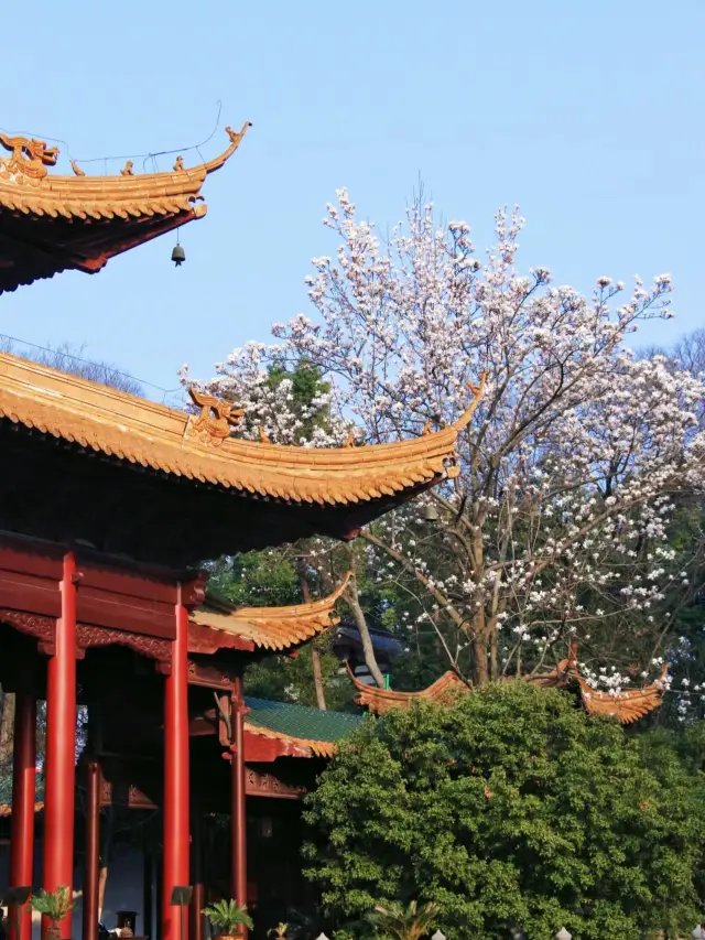 The never-disappointing Yulan magnolia flowers at Nanjing's Chaotiangong have truly blossomed