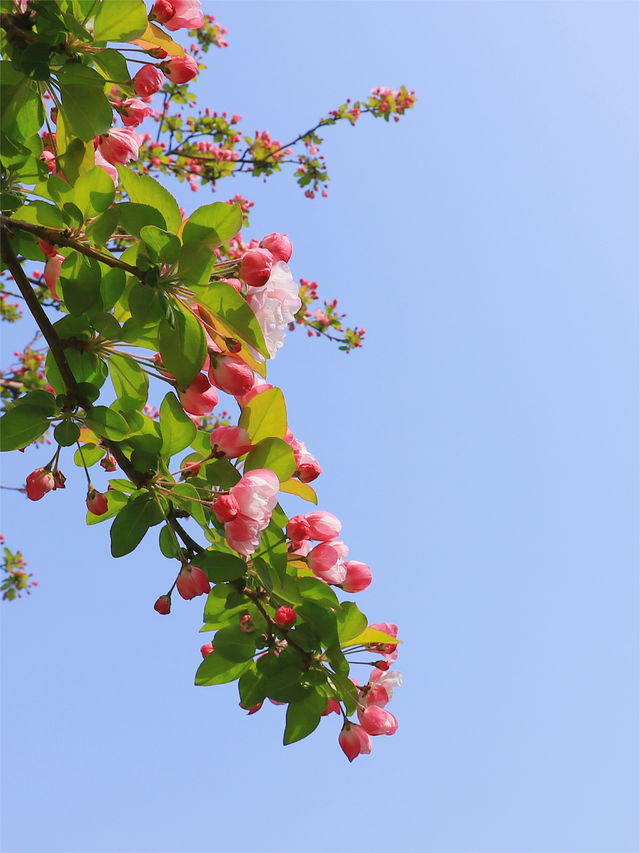 春風又到海棠時，西府名花別樣姿