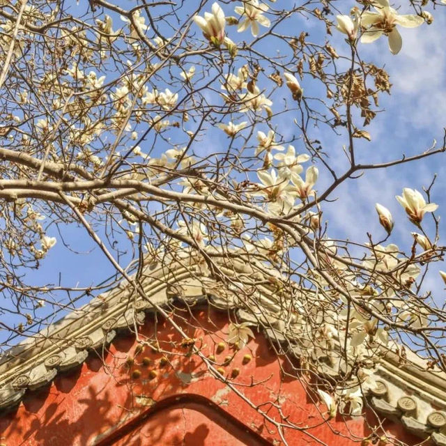 Taoranting Park’s beauty 🌸🌳 