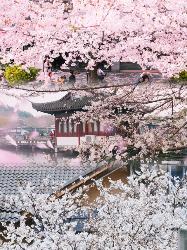 杭州の桜の最も完全な地図！継続的に更新中！小京都に匹敵します！