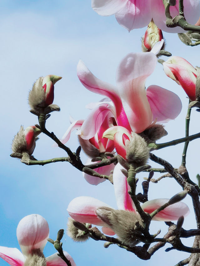 北京三月賞花 不可錯過的獨特“玉蘭鳥”