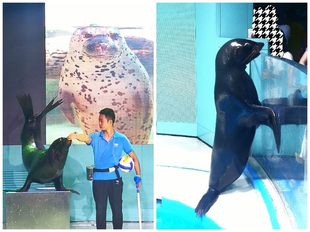 逛商場逛出一個海洋館 逛商場逛出一個海洋館