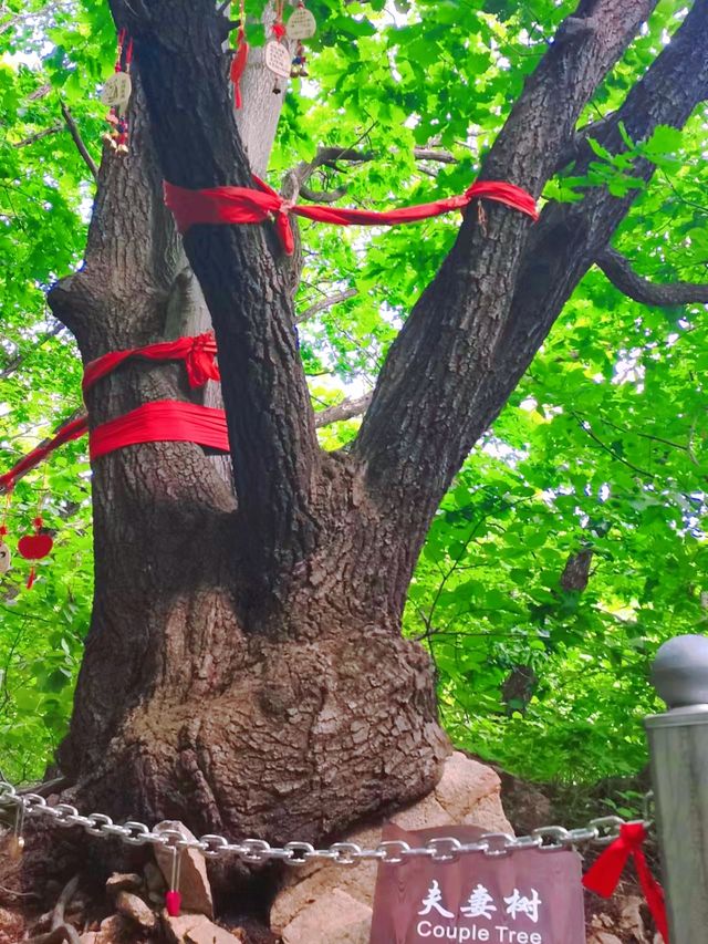 重走抗聯老路，追憶烽煙歲月‖城子山風景區