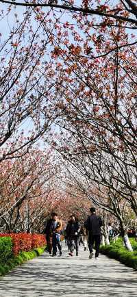 高東櫻花園：上海最長的沿河櫻花長廊