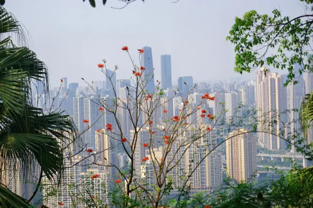 Life advice: Visit Goose Neck Park before leaving Chongqing