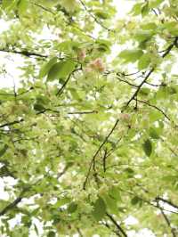 Qingshan Park 🌸 green cherry 🌸💚